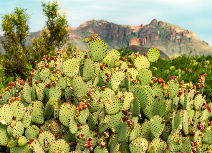 The Hidden Gem of the Desert: Moroccan Prickly Pear Seed Oil