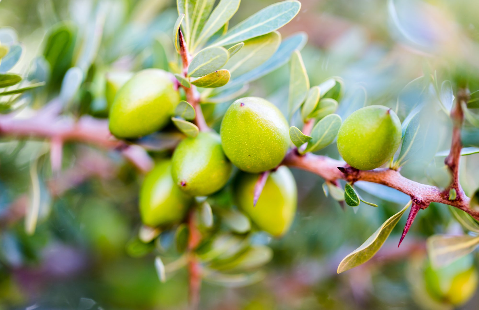 Argan Oil and the "Liquid Gold Rush"