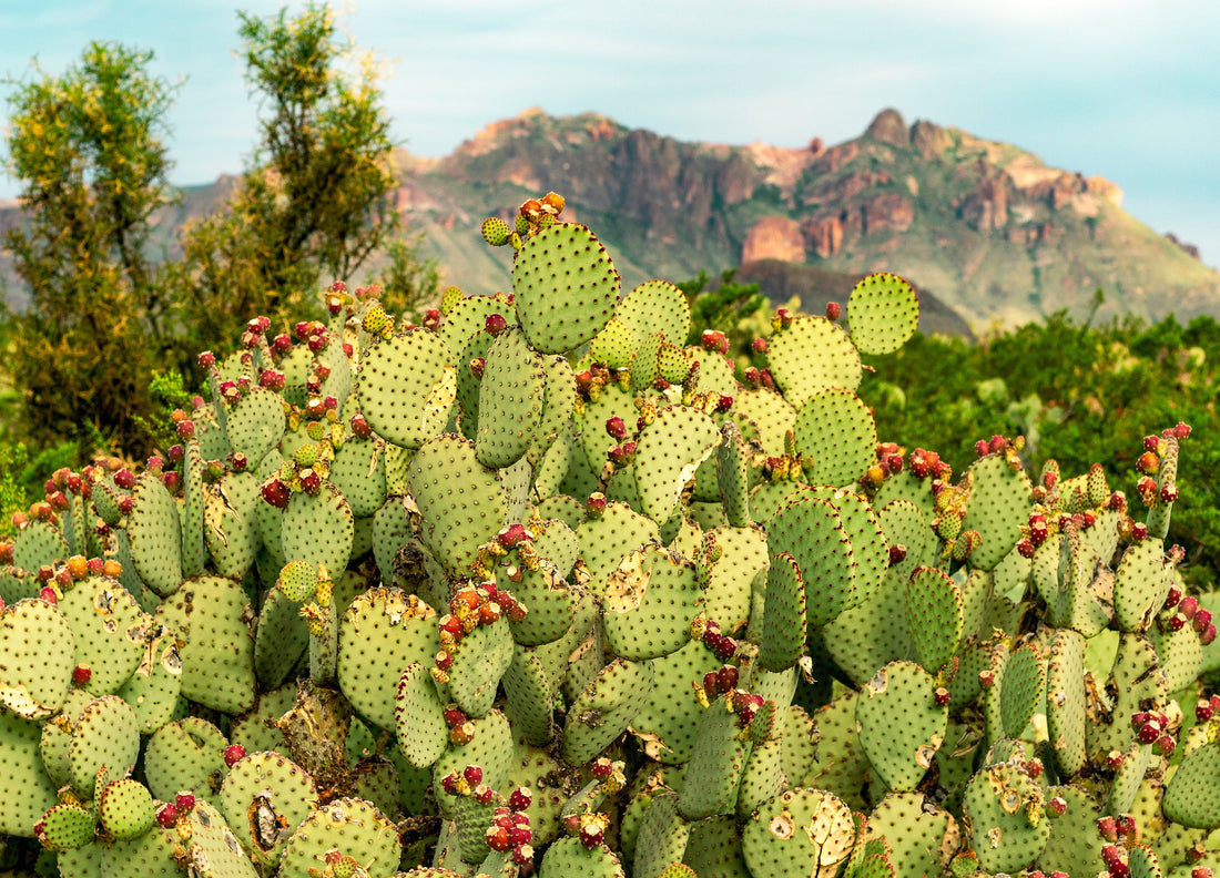 Prickly Pear Seed Oil: Benefits, Uses & Buying Guide