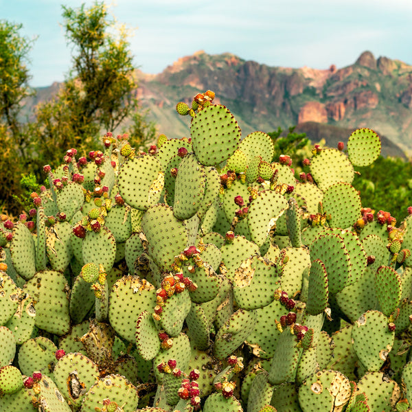Prickly pear cactus plants growing in a natural landscape, the botanical source of Moroccan prickly pear seed oil used for anti-aging and skin repair.